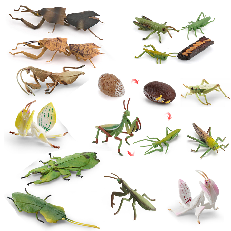 Modelo Realista de Mantis Orqu - Kids Education Picture avaliação e preço